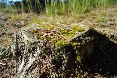 Close up of moss growing on a tree stump Stock Photos