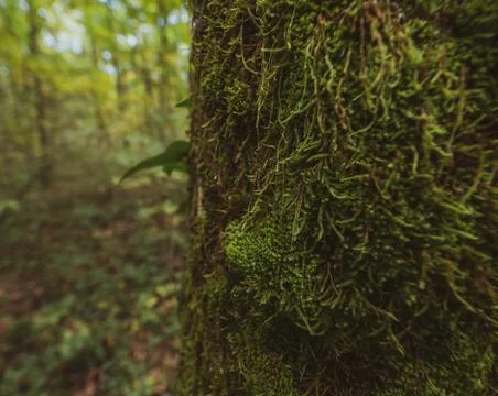 Close up of moss growing on a tree trunk Stock Photos