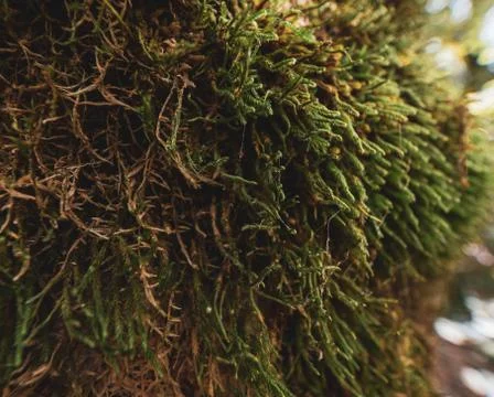 Close up of moss growing on a tree trunk Stock Photos