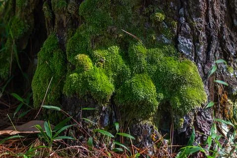 Close-up of Moss Growing on Tree Trunk 스톡 사진