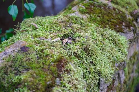 Close up of moss growing on a wall Stock Photos