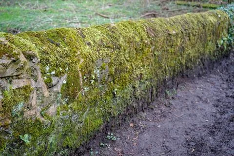 Close up of moss growing on a wall Foto stock