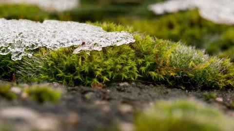 Close up of moss with melting snow on it Stock Footage 147093166