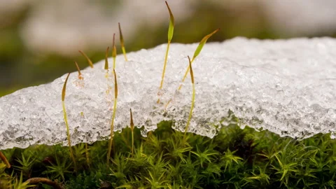 Close up of moss with melting snow on it Stock Footage 147404618