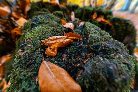 Close up of Moss. Moss in the forest on which lie orange autumn leaves.  Stock-Fotos