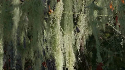 Close Up of Moss Old Man's Beard Tree, Hanging Fungi Stock Footage 158322637