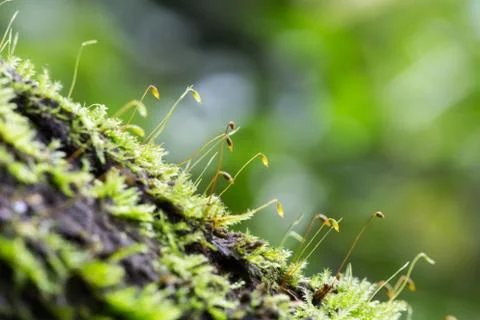 Close up to moss Stock Photos