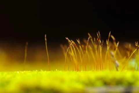 Close up moss. Stock Photos