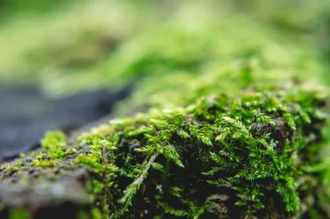 Close up from moss Stock Photos