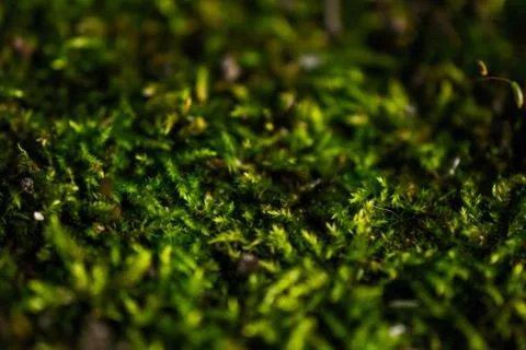 Close-up of moss Stock Photos