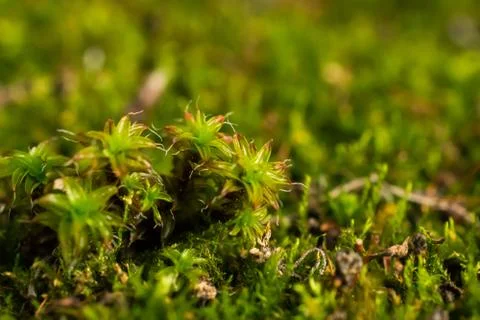 Close-up of moss Stock Photos