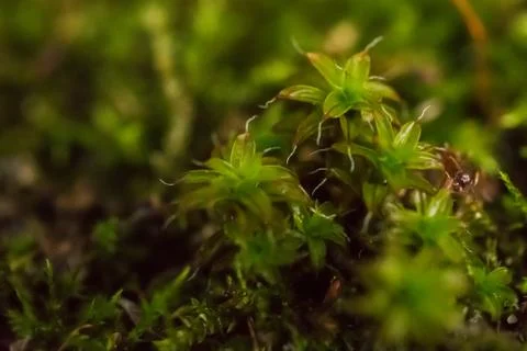 Close-up of moss Stock Photos