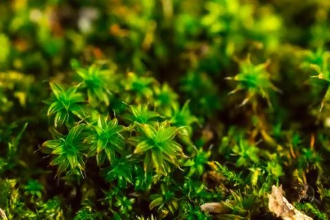 Close-up of moss Stock Photos