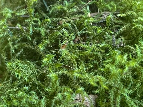 A close-up of moss Foto stock