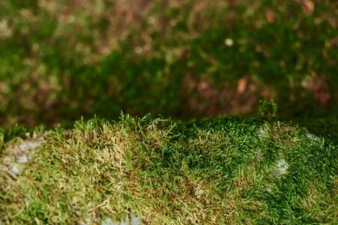 Close up of Moss Stock Photos