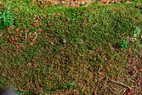 Close up of Moss Stock Photos