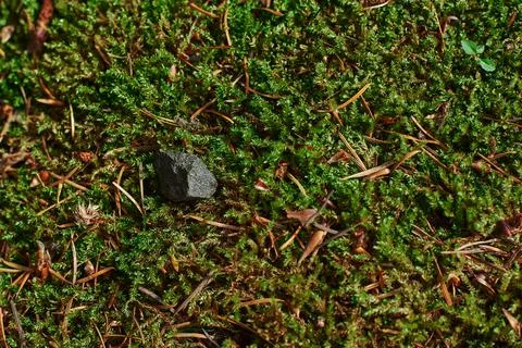 Close up of Moss Stock Photos