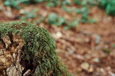 Close up of Moss Stock Photos
