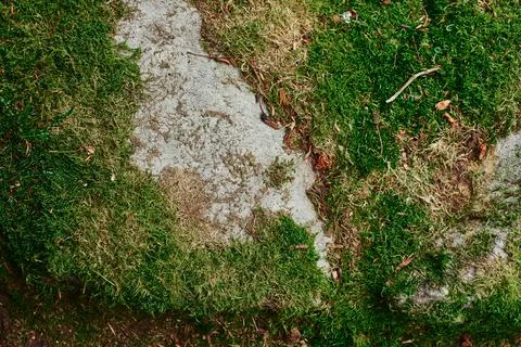 Close up of Moss Stock Photos