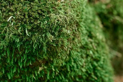 Close up of Moss Stock Photos