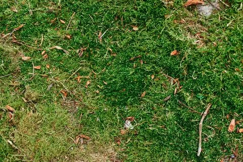 Close up of Moss Stock Photos