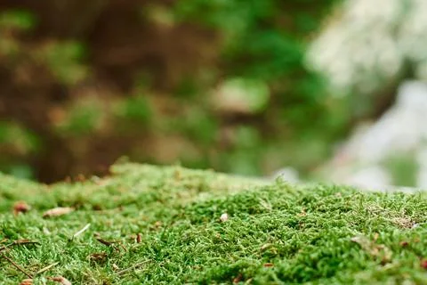 Close up of Moss Stock Photos