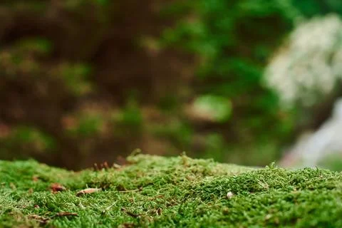 Close up of Moss Stock Photos