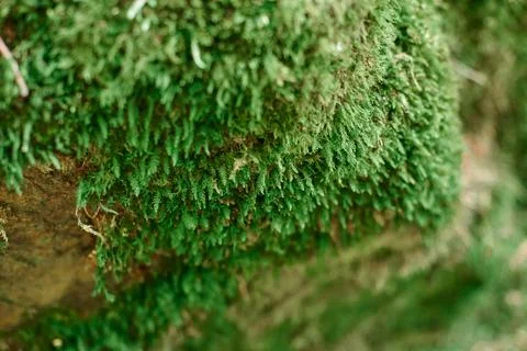 Close up of Moss Stock Photos