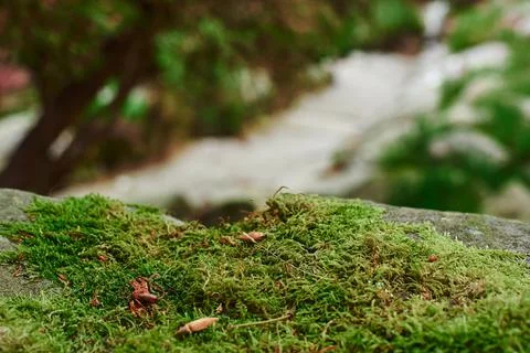 Close up of Moss Stock Photos