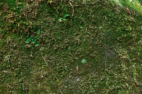 Close up of Moss Stock Photos