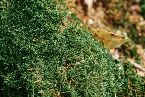 Close up of Moss Stock Photos