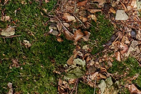 Close up of Moss Stock Photos