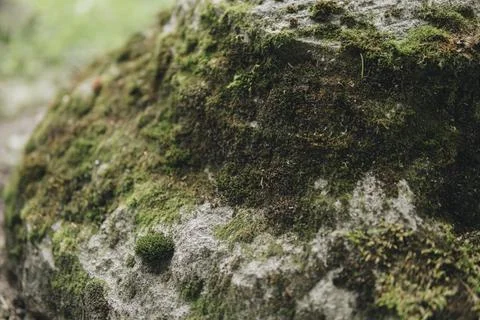 Close up of moss Stock Photos