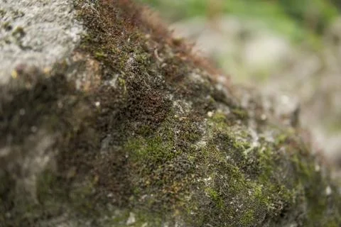 Close up of moss Stock Photos