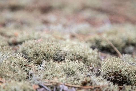 Close-Up of Moss Foto stock