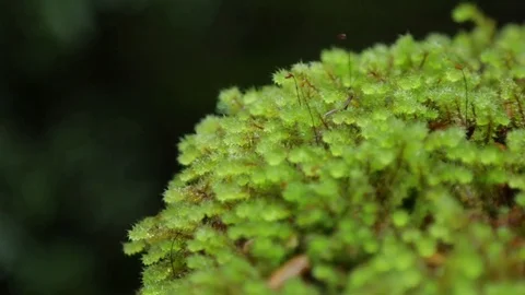 Close up of moss plant Video stock 71747618