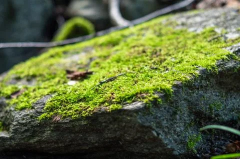 Close-up of moss on a rock Stock Photos