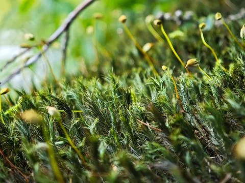 Close-up of moss with spore capsules in a forest Stock Photos