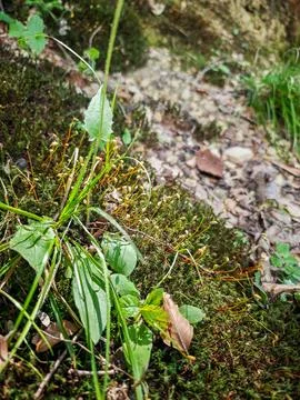 Close-up of moss with spore capsules, grass, and fallen leaves Stock Photos
