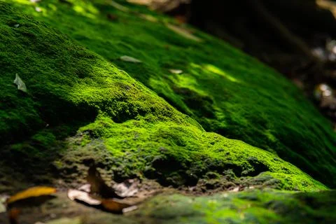 Close up moss texture in sunlight, Minimal summer exotic concept with copy space Stock Photos