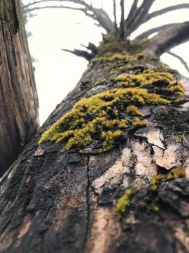 Close-up moss texture on tree Stock Photos