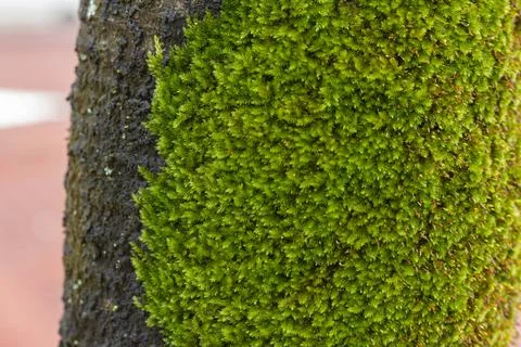 Close-up moss texture on tree surface,  Moss cover on tree Stock Photos