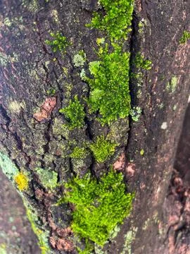 Close-up of moss on tree bark Stock Photos