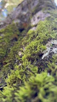 Close-up of moss on tree bark Stock Photos