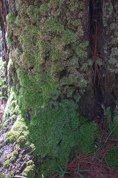 Close-up of Moss on Tree Bark Stock Photos