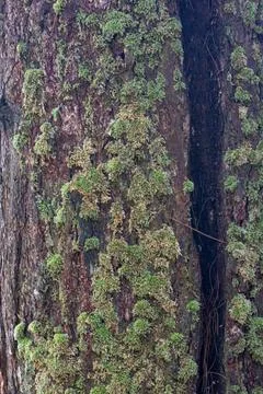 Close-up of Moss on Tree Bark Stock Photos