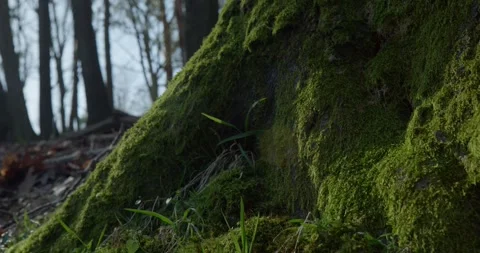 Close-up of moss at tree base Stock Footage 328915600