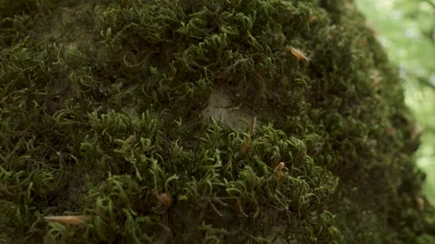 Close-up of moss on tree in forest during daytime Vidéo 275555766