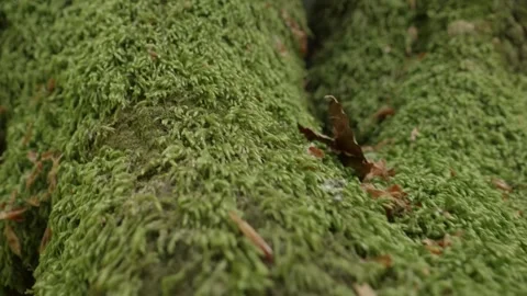 Close-up of moss on tree in forest during daytime Vidéo 275555943