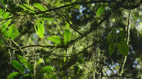 Close up of moss in tree with light shining through it Vídeos de archivo 297713534